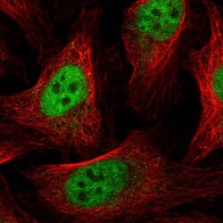 GABPA Antibody, Novus Biologicals 0.1mL; Unlabeled:Antibodies, Polyclonal